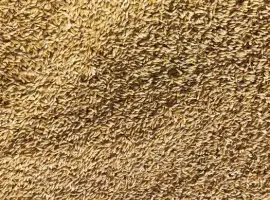 Зображення для оголошення Продам Ячмінь ярий