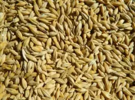 Зображення для оголошення Продам ярий ячмінь соту крісті