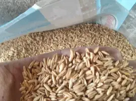 Зображення для оголошення Овес лущений для голубів. Голозерний