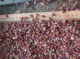 Зображення для оголошення Продам насіння часнику воздушка любаша