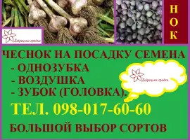Зображення для оголошення Продам посівний часник на посадку