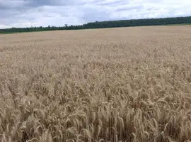 Зображення для оголошення Продам насіння третікале сорт Щедре (еліта)