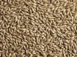 Зображення для оголошення Продам посівний третікале 2 репродукції