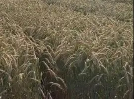 Зображення для оголошення Продам Тритикале озиме насіння для посіву