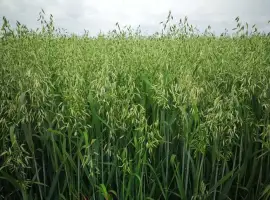 Зображення для оголошення Продам овес посівний та товарний, сорти Парламентс