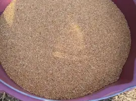 Зображення для оголошення Продам просо жовте насіння