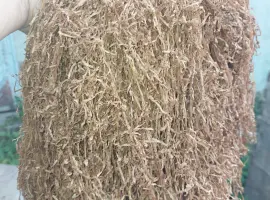 Зображення для оголошення Продам Берлей