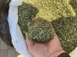 Зображення для оголошення Продам махорку,домашній самосад