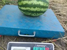 Зображення для оголошення Продам кавун оптом
