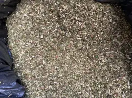Зображення для оголошення Продам махорку самосад