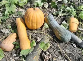 Зображення для оголошення Продам мускатний гарбуз