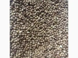 Зображення для оголошення Продам фундук очищений
