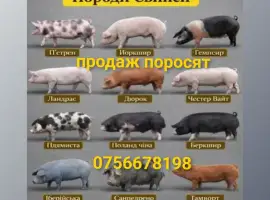 Зображення для оголошення Продам поросят дюрок ландрас петрен ф1