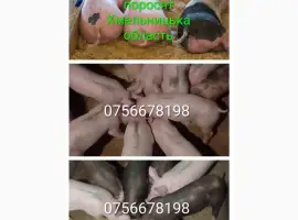 Зображення для оголошення Продам поросят петрен дюрок кантор велика біла макстер