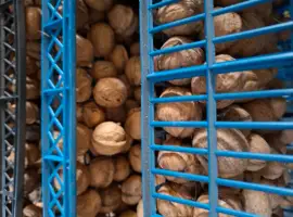 Зображення для оголошення Продам грецький горіх