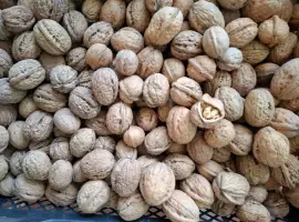 Зображення для оголошення Продам горіх грецький