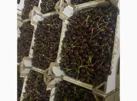 Зображення для оголошення Продам черешню очень сладкая