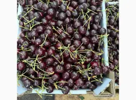 Зображення для оголошення Продам черешню сладкую