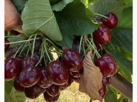 Зображення для оголошення Продам черешню