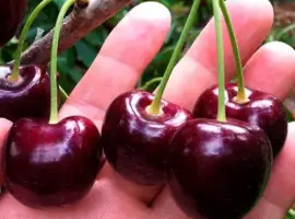 Зображення для оголошення Продам черешню различных сортов (от производителя)
