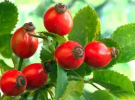 Зображення для оголошення Куплю шипшину