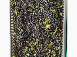 Зображення для оголошення Продам чорницю свіжу