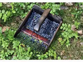 Зображення для оголошення Куплю Чорницю