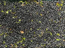 Зображення для оголошення Продам чорницю заморожену