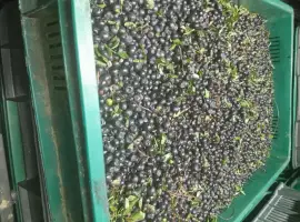 Зображення для оголошення Продам заморожену чорницю