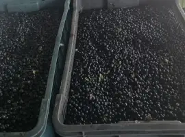 Зображення для оголошення Продам чорницю свіжу