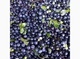 Зображення для оголошення Продам чорницю заморожену неочищену