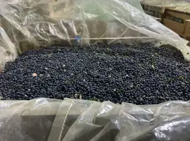 Зображення для оголошення Продам шоково заморожену лісову чорницю