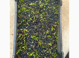 Зображення для оголошення Куплю чорницю