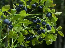 Зображення для оголошення Куплю чорницю