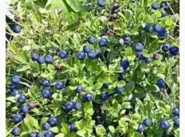 Зображення для оголошення Куплю чорницю