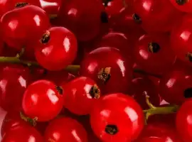 Зображення для оголошення Смородина червона куплю
