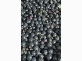Зображення для оголошення Куплю морожену смородину