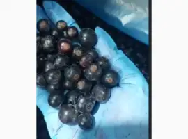 Зображення для оголошення Смородина чорна заморожена B-клас для переробки джему пюре соків від 5 тонн