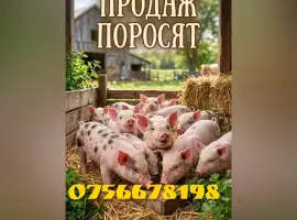 Зображення для оголошення Продам поросят