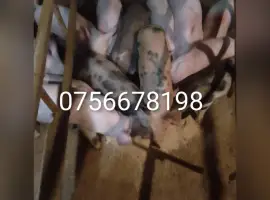 Зображення для оголошення Продам поросят трохрородка