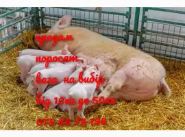 Зображення для оголошення Поросята