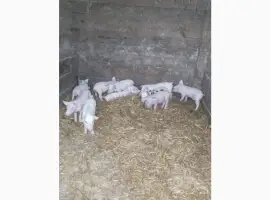 Зображення для оголошення Продам поросят