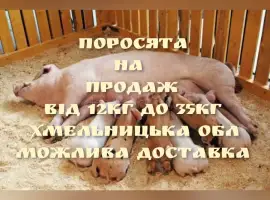 Зображення для оголошення Продам поросят