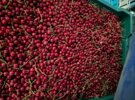 Зображення для оголошення Продам порічку червону