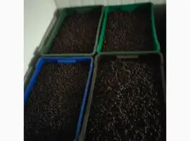 Зображення для оголошення Продам смородину