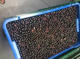 Зображення для оголошення Купуємо смородину чорну