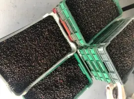 Зображення для оголошення Куплю чорну смородину