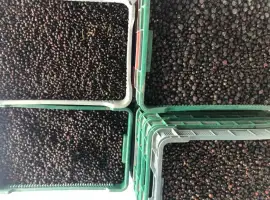 Зображення для оголошення Купуємо смородину під заморозку