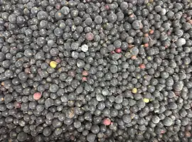 Зображення для оголошення Продам чорну смородину оптом б клас