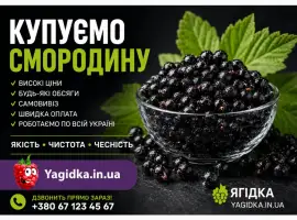 Зображення для оголошення Купуємося смородину